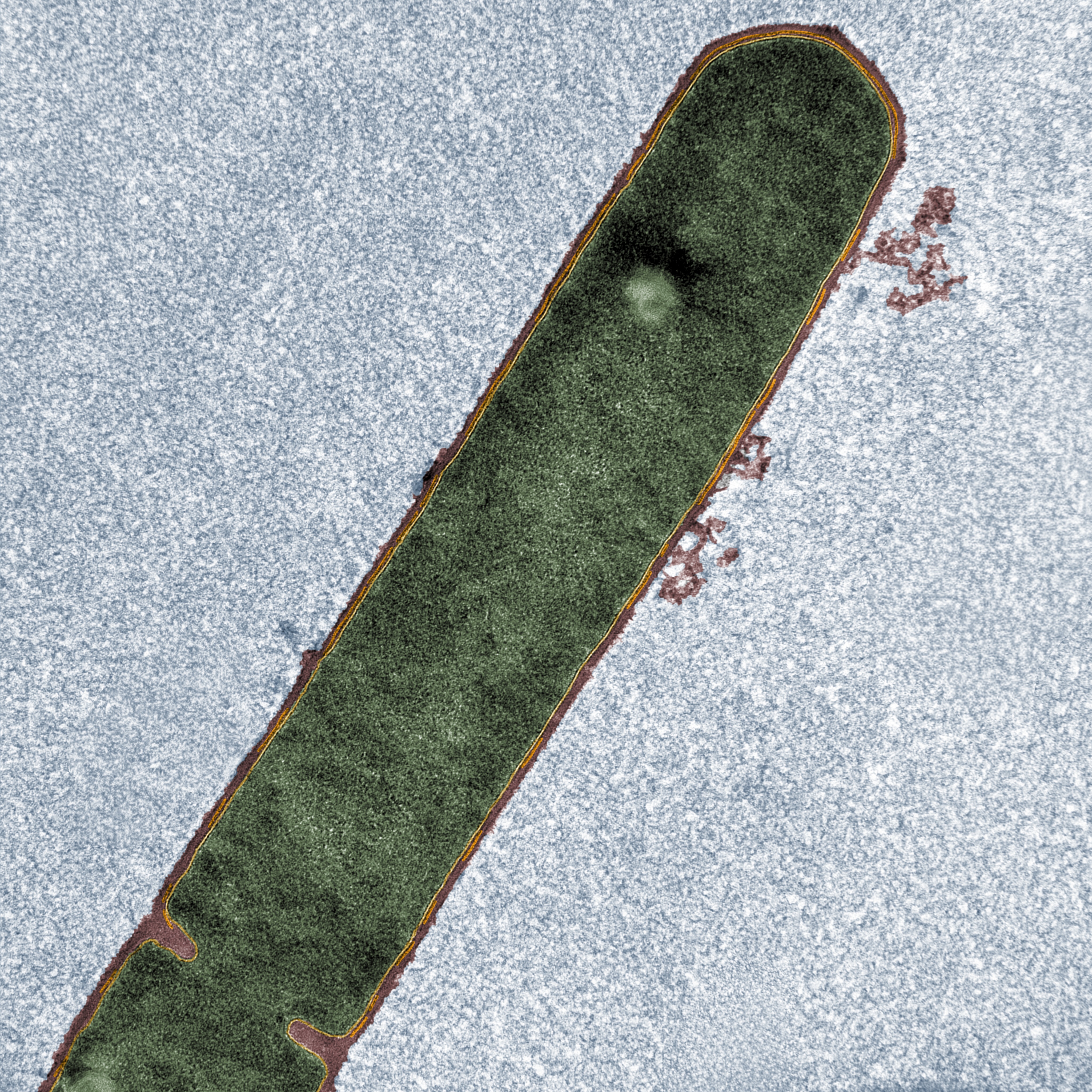 False colored image showing wild-type *B. subtilis* cells imaged with transmission electron microscopy.