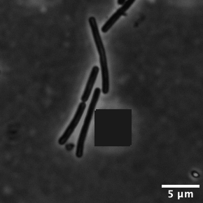 Tunicamycin treatment of Bacillus subtilis cells