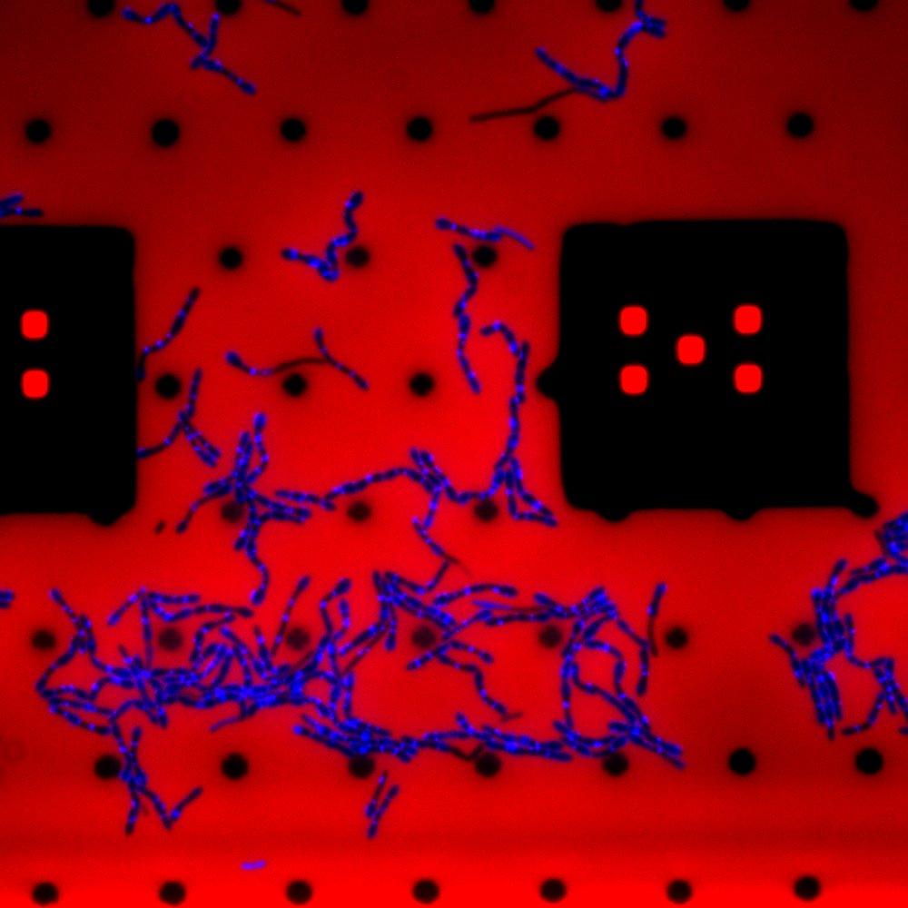 Bacillus subtilis depleted for wall teichoic acids growing in a microfluidic chip