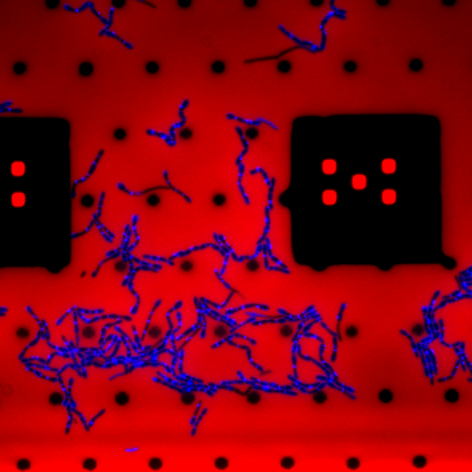 *B. subtilis* depleted for wall teichoic acids growing in a microfluidic chip. Nascent sites of peptidoglycan crosslinking are labeled with fluorescent D-amino acids. Red: AlexaFluor 647.